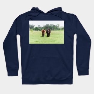 Two horses on pasture looking at camera Hoodie